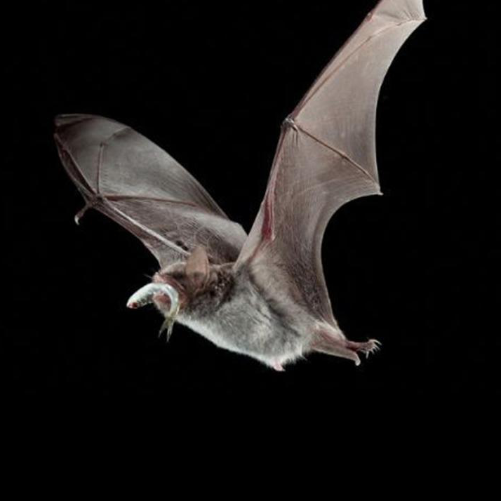 高精度三维扫描技术扫描蝙蝠头骨，助力动物生态学研究